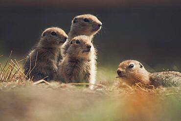 Four Arctic Ground Squirrel Babies (Uroticellus parryii) watch out for danger. Yukon Territory, Canada