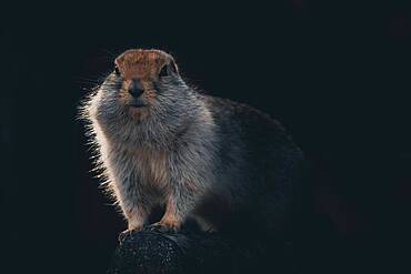 An arctic ground squirrel (Urocitellus parryii) sits on a log in his winter coat. Yukon Territory, Canada