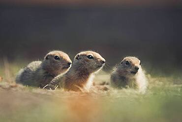 Three Arctic Ground Squirrel Babies (Uroticellus parryii) exiting their den. Yukon Territory, Canada