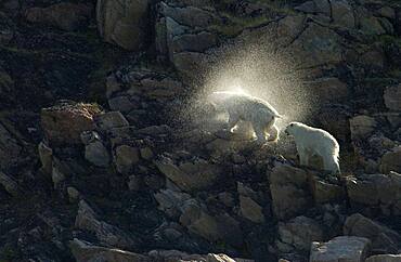 Mother Polar Bear (ursus maritimus) with cub shaking off water halo on rocky cliff in sub-arctic Wager Bay near Hudson Bay, Churchill area, Manitoba, Northern Canada