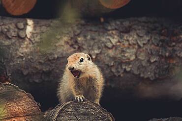 An Arctic Ground Squirrel Baby (Uroticellus parryii) screams to warn the colony of danger. Yukon Territory, Canada