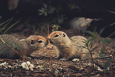 Two Arctic Ground Squirrel Babie (Uroticellus parryii) touch noses as if they would be kissing. Yukon Territory, Canada