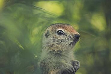 An Arctic Ground Squirrel Baby (Uroticellus parryii) stands amidst green plants. Yukon Territory, Canada