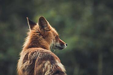 A red fox (Vulpus vulpus) stares into the forest. Yukon Territory, Canada