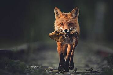 A red fox (Vulpus vulpus) runs proudly with a leather glove in his mouth. Yukon Territory, Canada