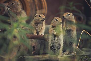 Four young Arctic Ground Squirrel (Uroticellus parryii) watch their surroudings. Yukon Territory, Canada