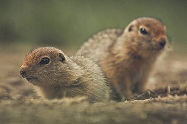 Two 2 weeks old Arctic Ground Squirrels (Urocitellus parryii) observe their surroundings. Yukon Territory, Canada