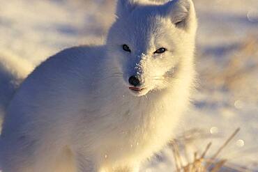 Arctic Fox (Alopex lagopus) feeding grin licking chops near Churchill, Manitoba, Northern Canada