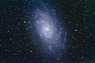 M33, the Triangulum Spiral, a dwarf spiral in the Local Group. This is a 6-image stack of 12-minute exposures with the Canon 7D at ISO 800 on the 130mm Astro-Physics apo refractor at f/6 on AP 600E mount and SBIG SG4 autoguider. Poor seeing bloated star images somewhat.