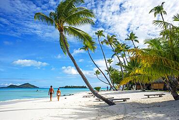 Palms in the beach at Le Bora Bora by Pearl Resorts luxury resort in motu Tevairoa island, a little islet in the lagoon of Bora Bora, Society Islands, French Polynesia, South Pacific.