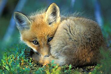 Wary young red fox kit ( Vulpes vulpes ) napping near boreal den near Churchill Manitoba Hudson Bay Northern Sub-arctic Canada