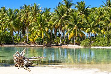 Island of Taha'a, French Polynesia. Motu Mahana palm trees at the beach, Taha'a, Society Islands, French Polynesia, South Pacific.