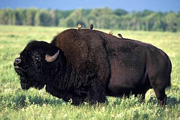 Adult bull American Bison buffalo ( Bos bison ) with Brown-headed Cowbird ( Molothrus ater ) on back in prairie landscape at Riding Mountain National Park Manitoba Canada