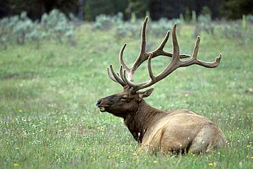 Adult bull Elk Wapitii ( Cervus elaphus ) resting in prairie landscape setting at Yellowstone National Park near Helena Montana USA