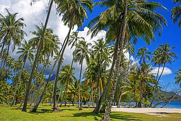 Public beach Opunohu Beach and Ta'ahiamanu beach in Moorea, Cook's Capitan Bay, French Polynesia, Society Islands, South Pacific.