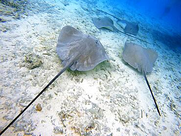 Tourists on a snorkeling excursion to view black tipped sharks and sting rays in the shallow waters of the Bora Bora lagoon, Moorea, French Polynesia, Society Islands, South Pacific. Cook's Bay.