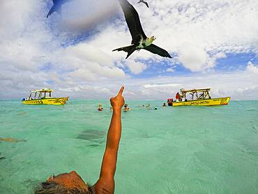 Albatros. Tourists on a snorkeling excursion to view black tipped sharks and sting rays in the shallow waters of the Bora Bora lagoon, Moorea, French Polynesia, Society Islands, South Pacific. Cook's Bay.