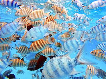 Snorkeling excursion in the shallow waters of the Bora Bora lagoon, Moorea, French Polynesia, Society Islands, South Pacific. Cook's Bay.