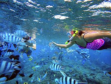 Snorkeling excursion in the shallow waters of the Bora Bora lagoon, Moorea, French Polynesia, Society Islands, South Pacific. Cook's Bay.