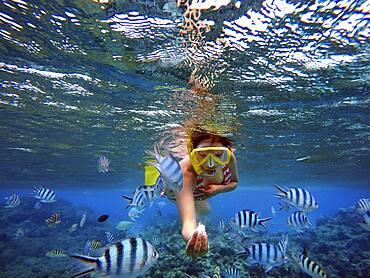 Snorkeling excursion in the shallow waters of the Bora Bora lagoon, Moorea, French Polynesia, Society Islands, South Pacific. Cook's Bay.