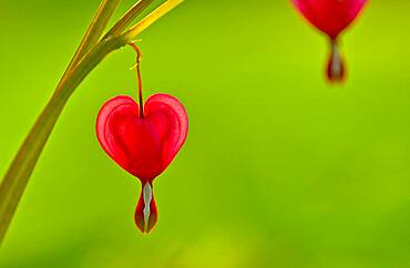 Bleeding hearts flowers are symbols of love.