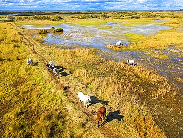 Camargue horses (Equus caballus), herd gallopping through water, Saintes-Marie-de-la-Mer, Camargue, Le-Grau-du-Roi, Department Gard, Languedoc-Roussillon, southern France