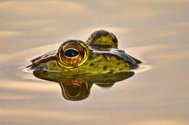 Bullfrog reflected in water.