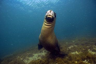 Sea lion, Otaria flavescens, Punta Loma, Puerto Madryn, Chubut, Patagonia, Argentina