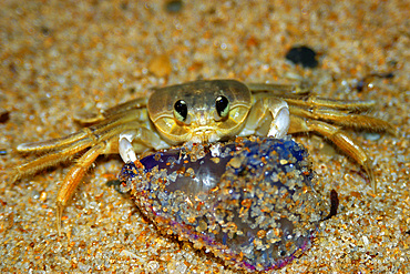 Crab preying on dead portuguese man-of-war, Physalia physalis, Praia do Forte, Bahia, Brazil (South Atlantic)