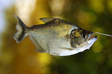 Piranha (Pygocentrus nattereri), a carnivorous fish, caught on a line, southern Pantanal, Mato Grosso do Sul, Brazil