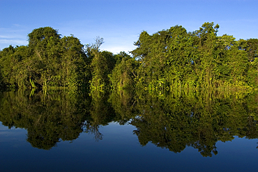 Flooded tropical rain forest, Mamiraua sustainable development reserve, Amazonas, Brazil