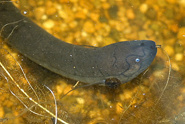 South american lungfish, Lepidosiren paradoxa, Mamiraua sustainable development reserve, Amazonas, Brazil