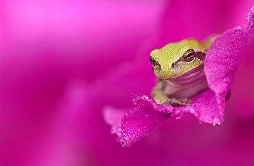 A green tree frog hides in a flower.