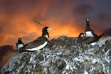 Brown boobies, Sula leucogaster, rookery at dusk, St. Peter and St. Paul's rocks, Brazil, Atlantic Ocean