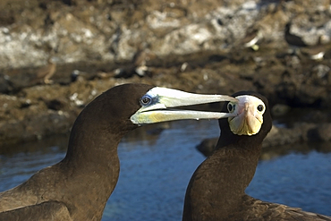 Brown booby, Sula leucogaster, male pecking at female, St. Peter and St. Paul's rocks, Brazil, Atlantic Ocean