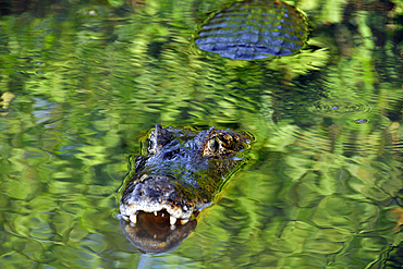 Pantanal caimans, Caiman crocodilus yacare, San Francisco Ranch, Miranda, Mato Grosso do Sul, Brazil