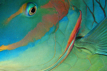 Parrotfish sleeping, Sparisoma sp., head detail, Ponta da Sapata, Fernando de Noronha national marine sanctuary, Pernambuco, Brazil (S. Atlantic)