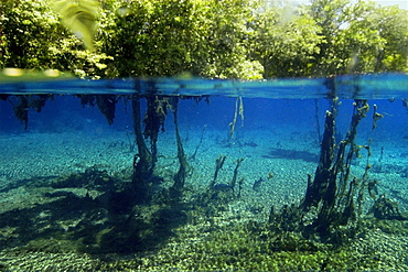 Underwater plants and surrounding vegetation, natural freshwater spring preserve, Aqu∑rio natural, Bonito, Mato Grosso do Sul, Brazil.