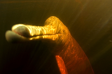 Pink river dolphin or boto, Inia geoffrensis, Negro River, Amazonas, Brazil