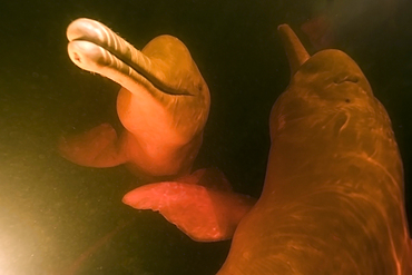 Pink river dolphin or boto, Inia geoffrensis, Negro River, Amazonas, Brazil