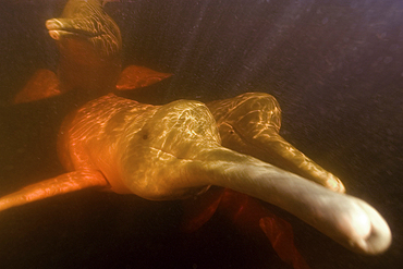 Group of pink river dolphins or botos, Inia geoffrensis, Negro River, Amazonas, Brazil