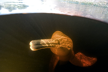 Pink river dolphin or boto, Inia geoffrensis, Negro River, Amazonas, Brazil