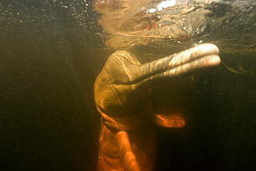 Pink river dolphin or boto, Inia geoffrensis, Negro River, Amazonas, Brazil