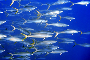 Rainbow runner, Elagatis bipinnulata, schooling, St. Peter and St. Paul's rocks, Brazil, Atlantic Ocean