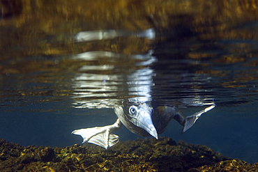 Brown booby, Sula leucogaster, foraging underwater, St. Peter and St. Paul's rocks, Brazil, Atlantic Ocean