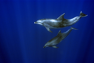 Bottlenose dolphins, Tursiops truncatus, swimming in open ocean, St. Peter and St. Paul's rocks, Brazil, Atlantic Ocean