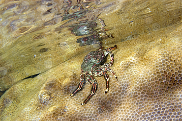 Tidal crab, Plagusia depressa, crawling over encrusting zoanthid, Palythoa caribaeorum, St. Peter and St. Paul's rocks, Brazil, Atlantic Ocean