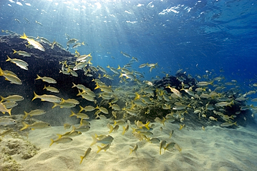 Smallmouth grunts, Haemulon chrysargyreum, schooling, Fernando de Noronha, Pernambuco, Brazil