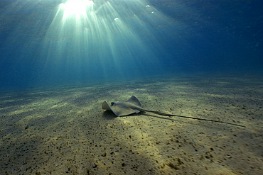 Southern Stingray, Dasyatis americana, and sun rays, Fernando de Noronha, Pernambuco, Brazil