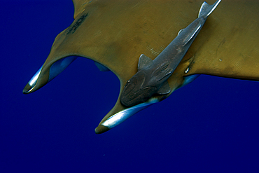 Mobula ray, Mobula tarapacana, and remora, Remora remora, St. Peter and St. Paul's rocks, Brazil, Atlantic Ocean